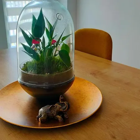 Oak Columna * Cluj-Napoca