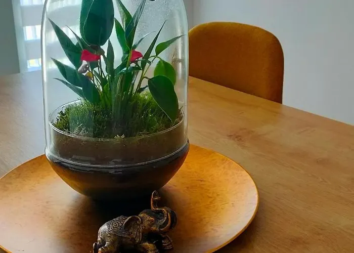 Oak Columna * Cluj-Napoca